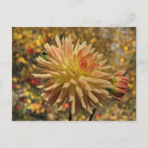 Postal Cactus Dahlia Postcard