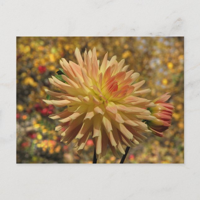 Postal Cactus Dahlia Postcard (Anverso)