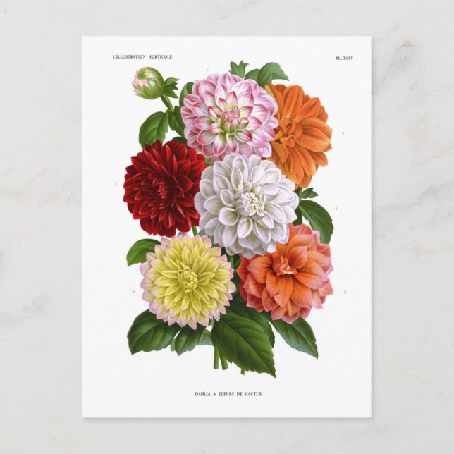 Postal Cactus Dahlias (Anverso)