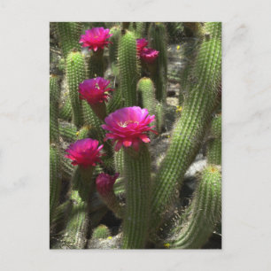 Postal Cactus de antorcha rosada