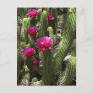 Postal Cactus de antorcha rosada