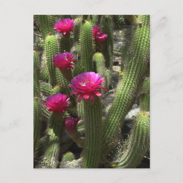 Postal Cactus de antorcha rosada (Anverso)