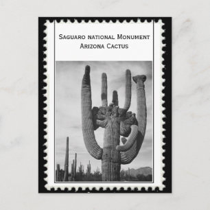 Postal Cactus de Arizona