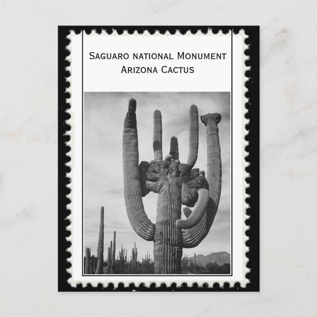 Postal Cactus de Arizona (Anverso)