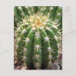 Postal Cactus de Arizona