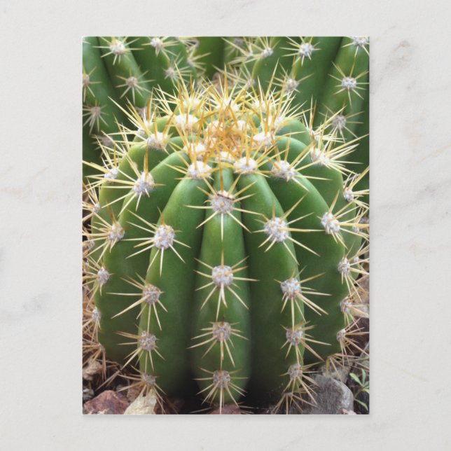 Postal Cactus de Arizona (Anverso)