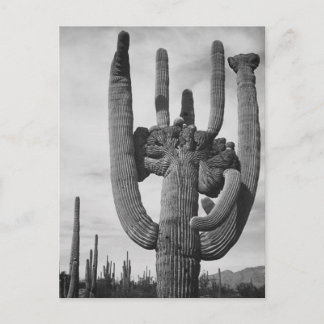 Postal Cactus de Arizona