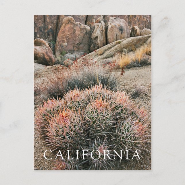 Postal Cactus De Barril En California (Anverso)