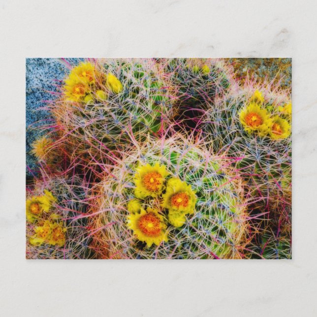 Postal Cactus de barril en primer plano, California (Anverso)