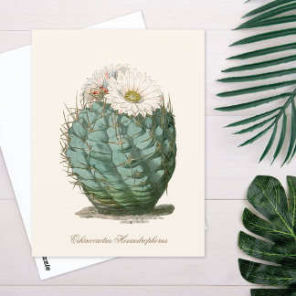 Postal Cactus de Barril Flor Blanca