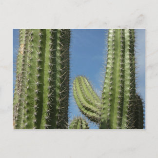 Postal Cactus de Barril I Foto del Desierto