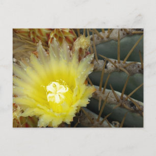 Postal Cactus de flores amarillas
