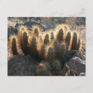 Postal Cactus de hedgehog en el hábitat del desierto