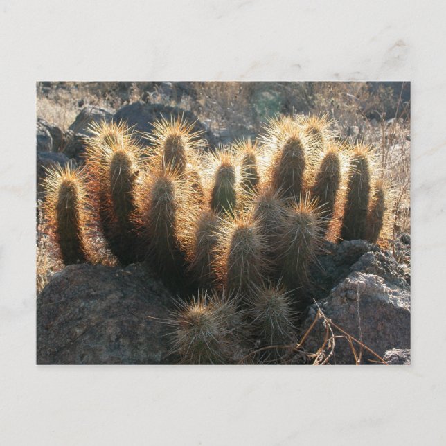 Postal Cactus de hedgehog en el hábitat del desierto (Anverso)