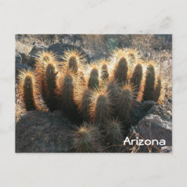 Postal Cactus de hedgehog en el hábitat del desierto
