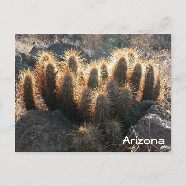 Postal Cactus de hedgehog en el hábitat del desierto (Anverso)