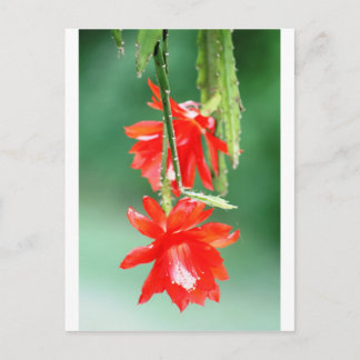 Postal Cactus de orquídeas en flor