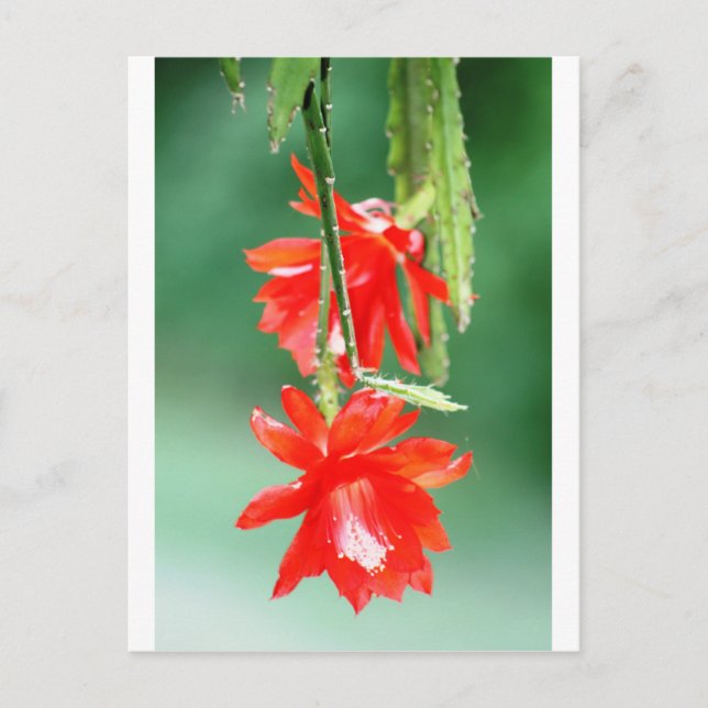Postal Cactus de orquídeas en flor (Anverso)