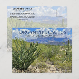 Postal Cactus De Pipe De Órganos, Arbusto De Ocotillo, Mo