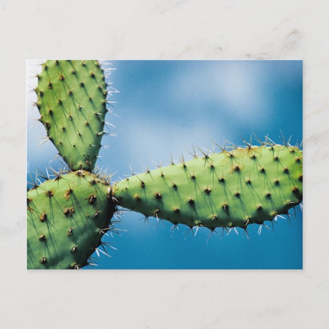 Postal Cactus de Prickley (Anverso)