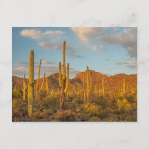Postal Cactus de Saguaro al atardecer, Arizona