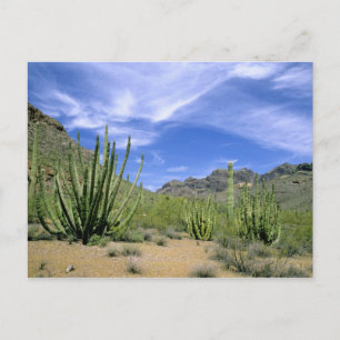 Postal Cactus del desierto en el Monumento Nacional Organ