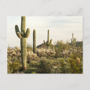 Postal Cactus del Saguaro, Arizona, los E.E.U.U.