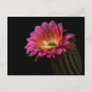 Postal Cactus Delight