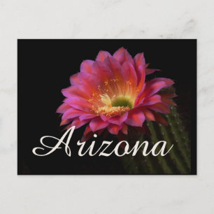 Postal Cactus Delight, Arizona