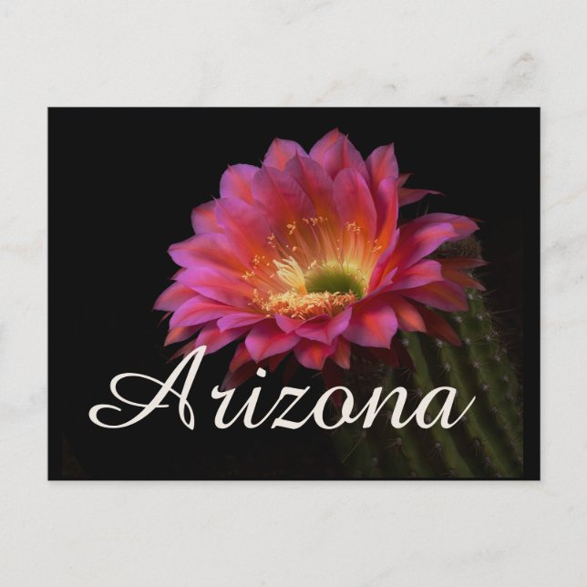 Postal Cactus Delight, Arizona (Anverso)