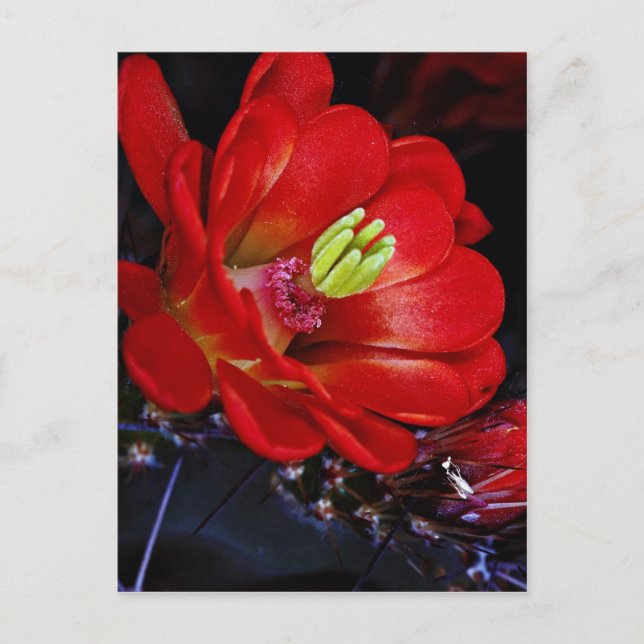 Postal Cactus (Echinocereus triglochidiatus) (Anverso)
