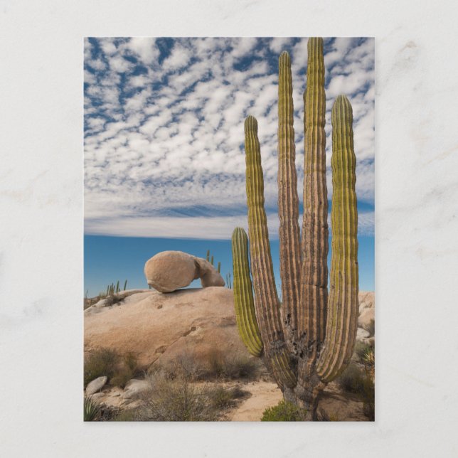 Postal Cactus en el desierto escénico (Anverso)