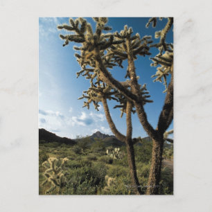 Postal Cactus en el Parque Nacional de Saguaro, Arizona