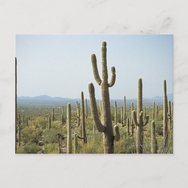 Postal Cactus en el Parque Nacional de Saguaro, Arizona 2 (Anverso)