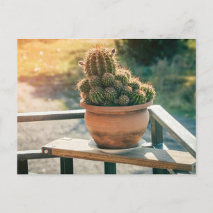 Postal Cactus en luz solar