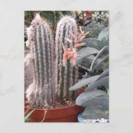 Postal Cactus espinoso