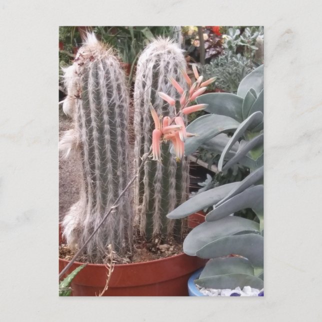 Postal Cactus espinoso (Anverso)
