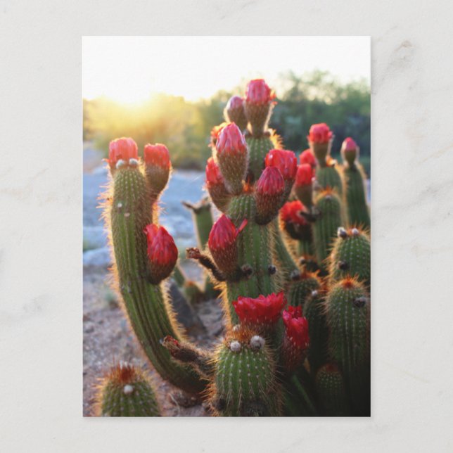 Postal Cactus Flores Rojas Blooms Sunset (Anverso)