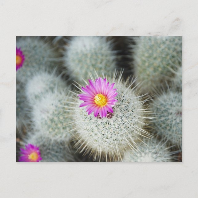Postal Cactus floridos (Thelocactus macdowellii) (Anverso)
