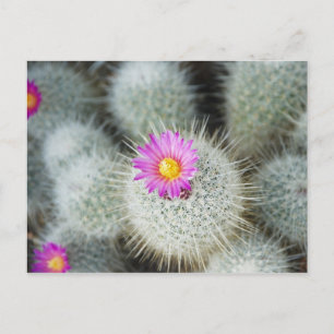 Postal Cactus floridos (Thelocactus macdowellii)