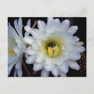 Postal Cactus Flower 4355