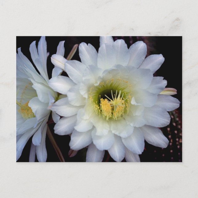 Postal Cactus Flower 4355 (Anverso)