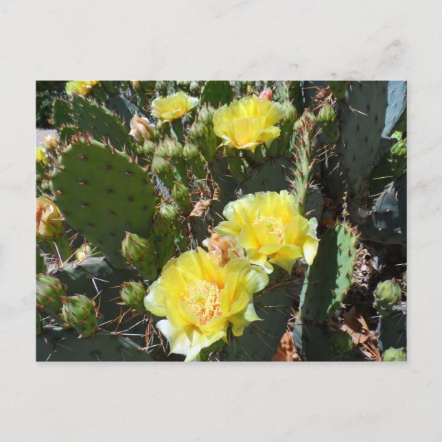 Postal Cactus Flowers (Anverso)