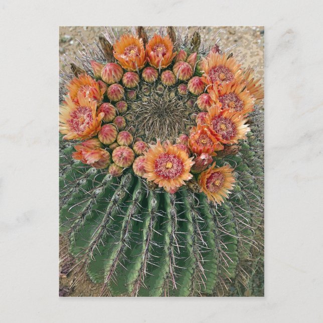 Postal Cactus Flowers 002d (Anverso)