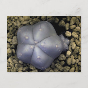 Postal Cactus, foto infrarroja