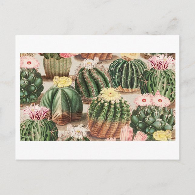 Postal Cactus Garden Postcard (Anverso)