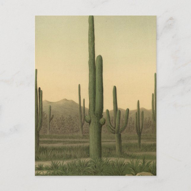 Postal Cactus grove, Arizona (Anverso)