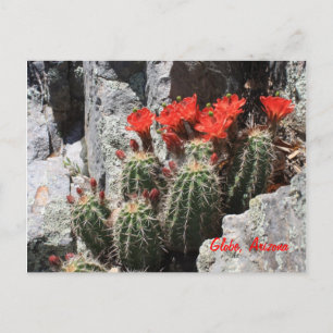 Postal Cactus in the Rock