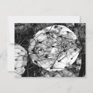 Postal Cactus Muerto