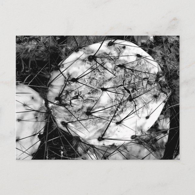 Postal Cactus Muerto (Anverso)